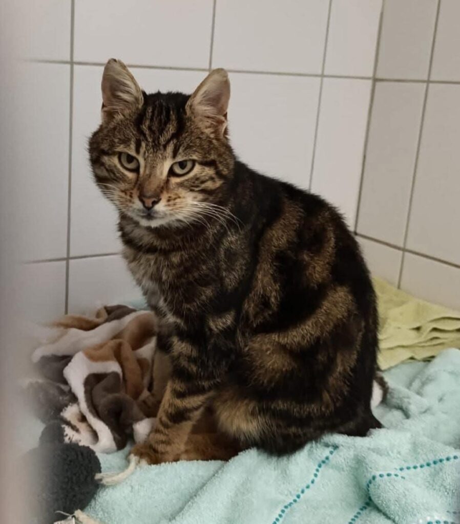 Fundkater Gesees