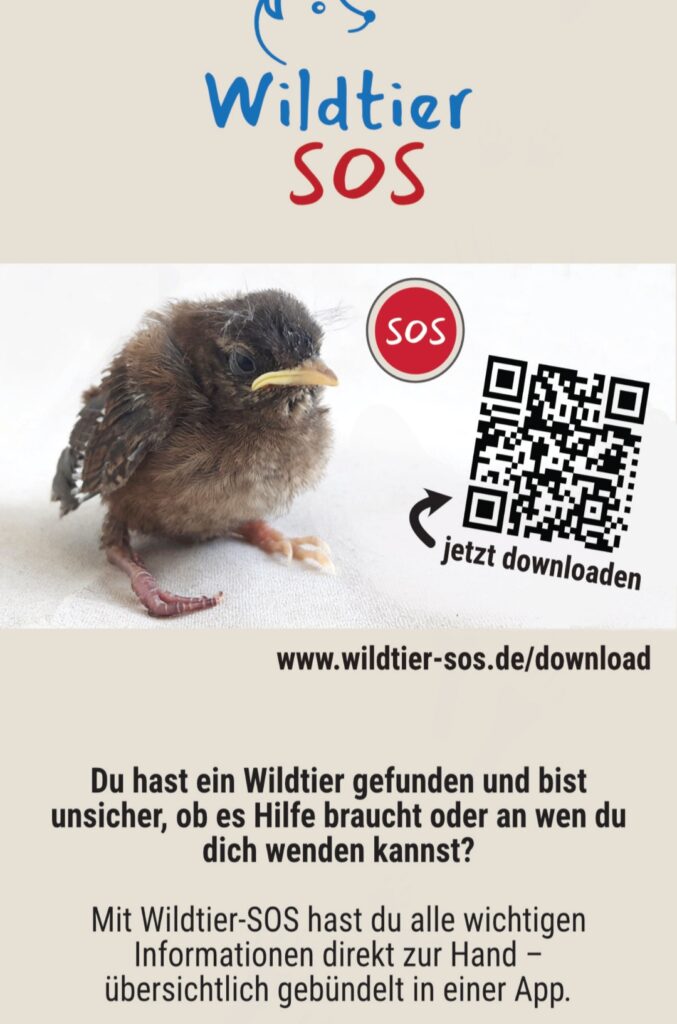 Wildtier 🦔 gefunden – was nun?