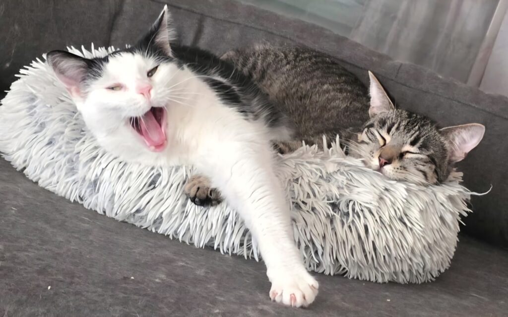 Urmel & Angel