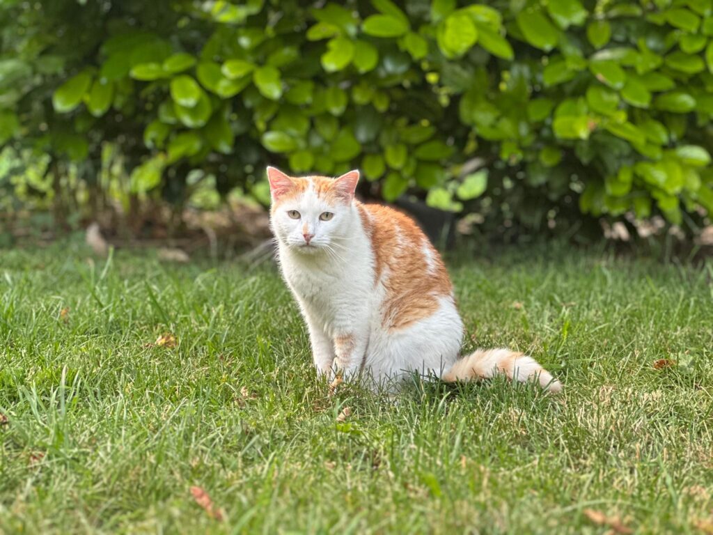 HerrMine